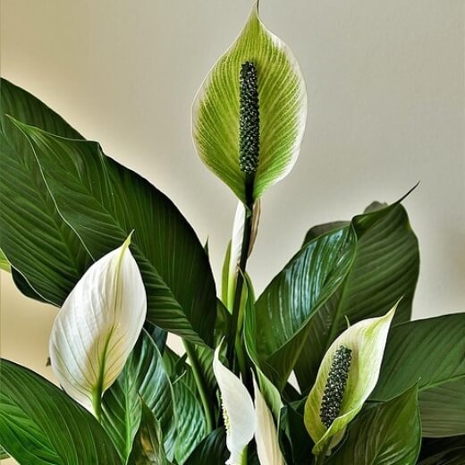 Das Einblatt ist eine wunderschöne Zimmerpflanze!