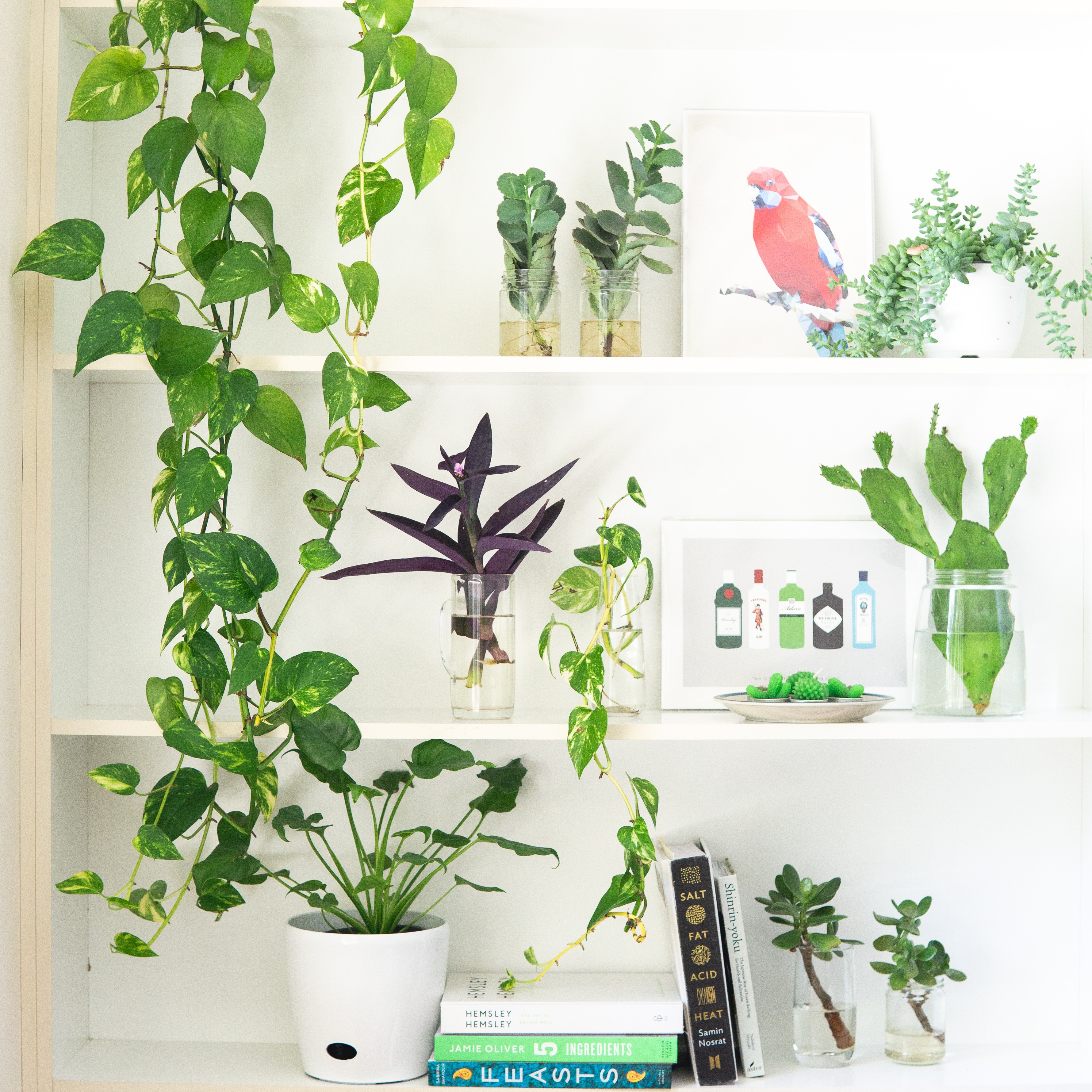 Zimmerpflanzen können vielseitig genutzt werden!